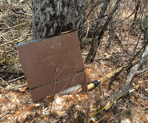 Bat Box that fell from its tree